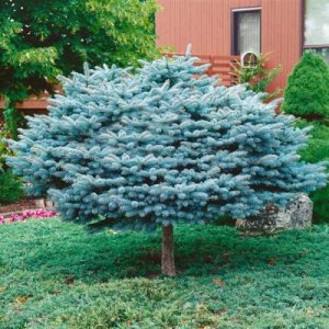 Smrek pichľavý (Picea pungens) ´GLAUCA GLOBOSA´ – výška 80-90 cm, kont.C5L – NA KMIENKU